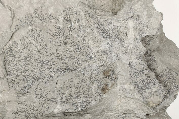 Graptolite (Desmograptus) Fossil - Rochester Shale, NY #203271